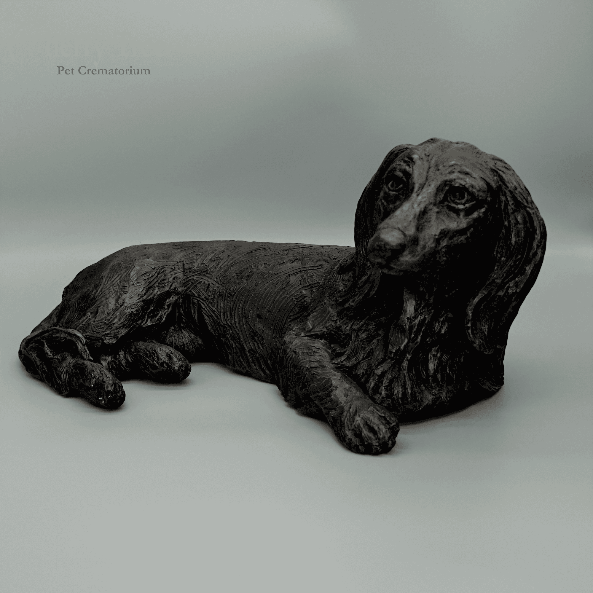 Cast Dachshund (Long Hair)
