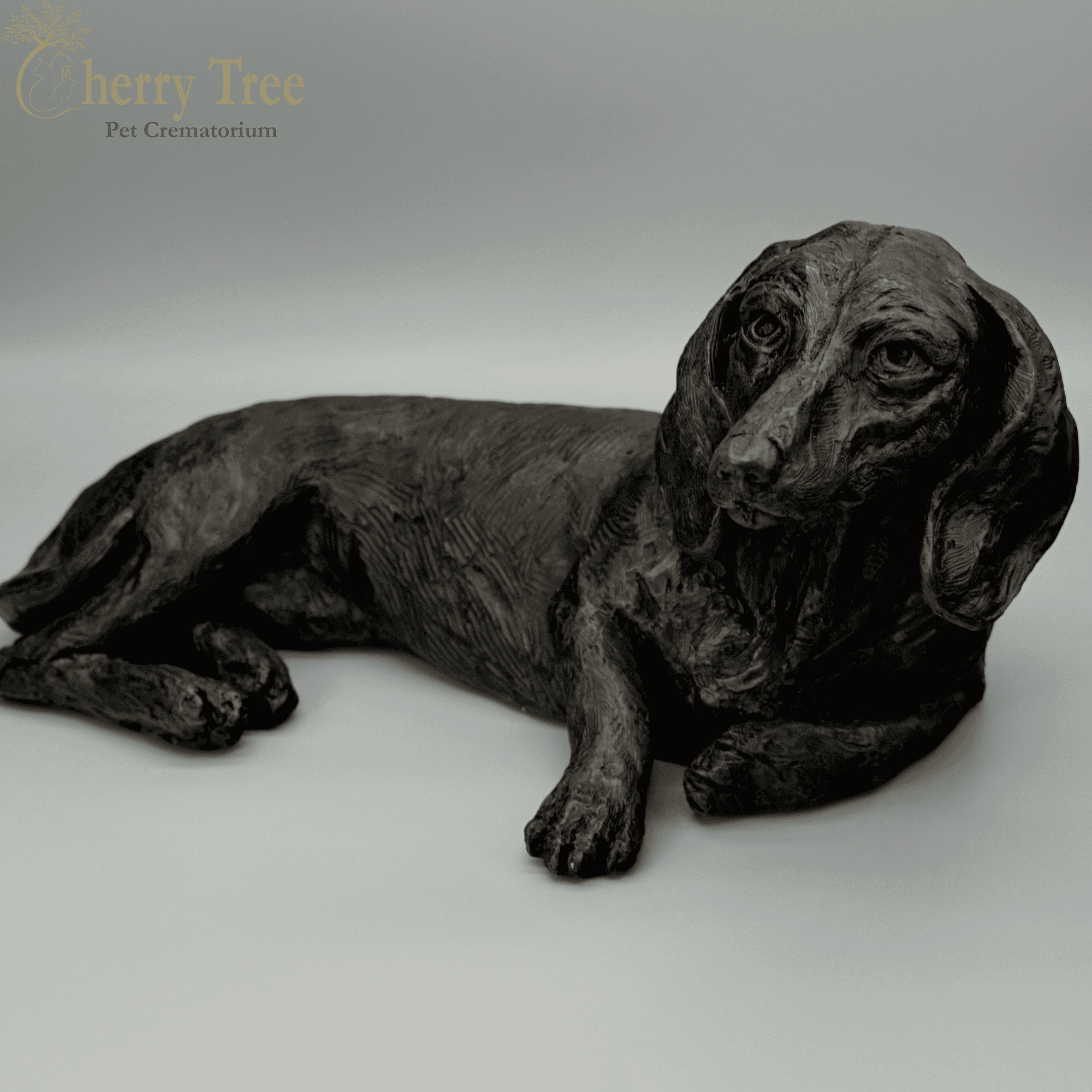 Cast Dachshund (Short Hair)