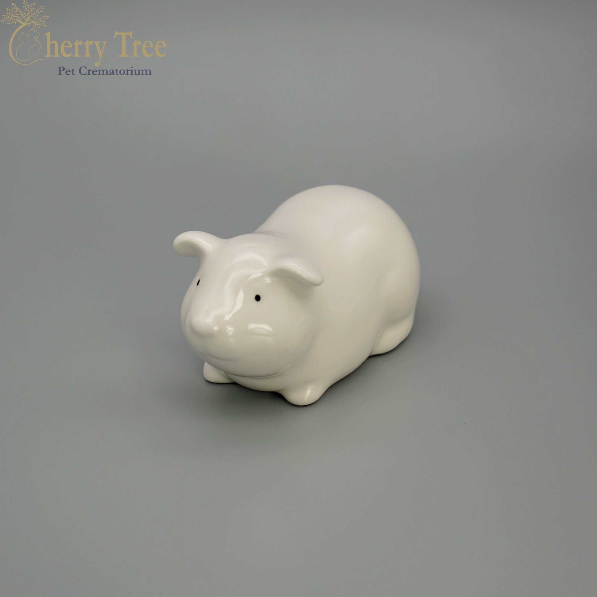 Glazed Guinea Pig (Multiple Colours)