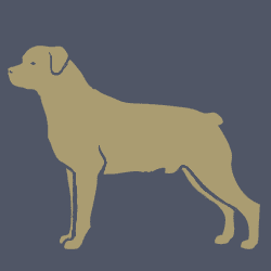 Large Dog (25kg to under 40kg)