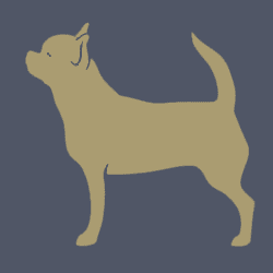 Small Dog (under 8kg)