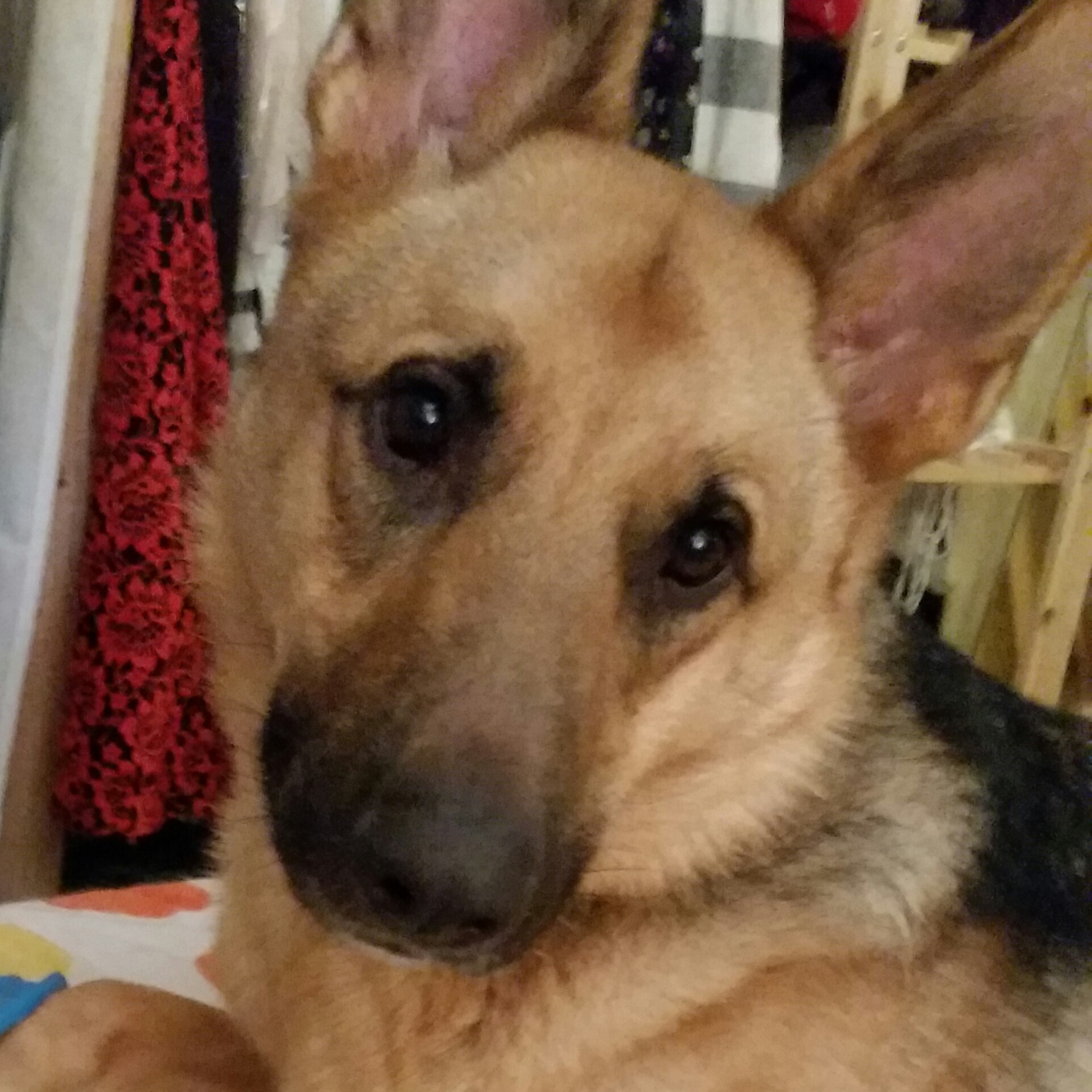 Cherry Tree Pet Crematorium, pet cremation kent, pet crematorium kent, pet cremation south east, pet crematorium south east, individual pet cremation, animal cremation, cat cremation, dog cremation, pet ashes, trusted pet cremation, professional pet crematorium, family run crematorium,