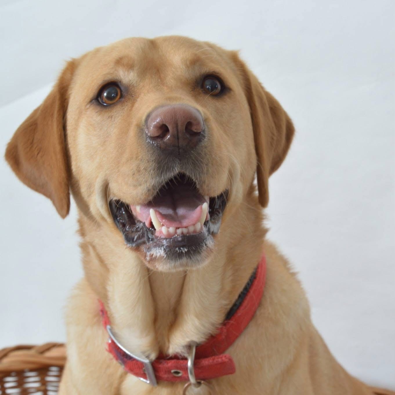 Cherry Tree Pet Crematorium, pet cremation kent, pet crematorium kent, pet cremation south east, pet crematorium south east, individual pet cremation, animal cremation, cat cremation, dog cremation, pet ashes, trusted pet cremation, professional pet crematorium, family run crematorium,