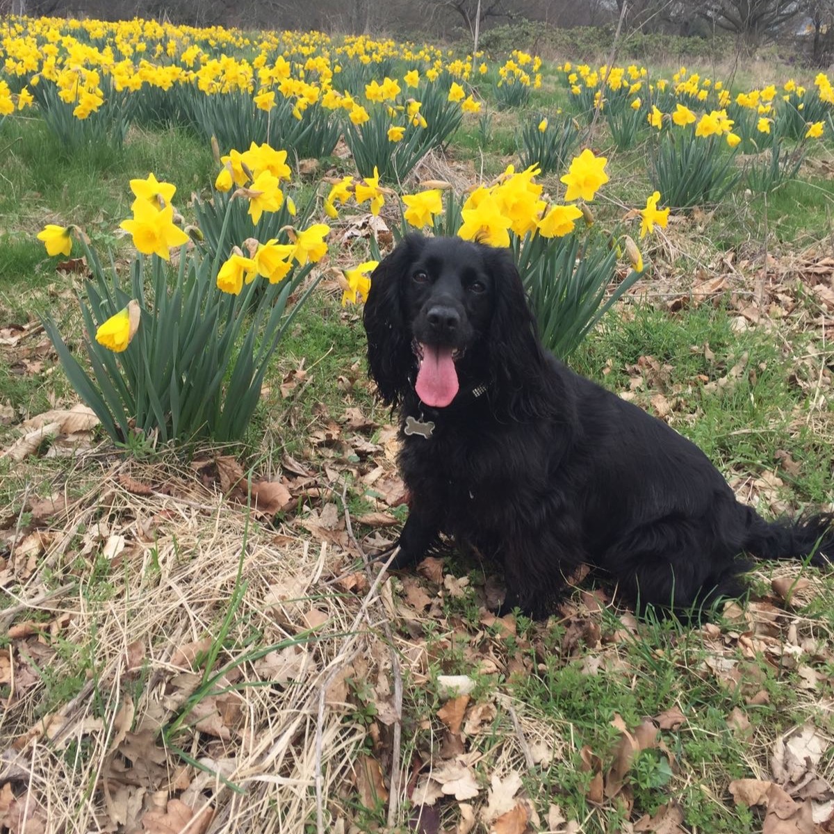 Cherry Tree Pet Crematorium, pet cremation kent, pet crematorium kent, pet cremation south east, pet crematorium south east, individual pet cremation, animal cremation, cat cremation, dog cremation, pet ashes, trusted pet cremation, professional pet crematorium, family run crematorium,