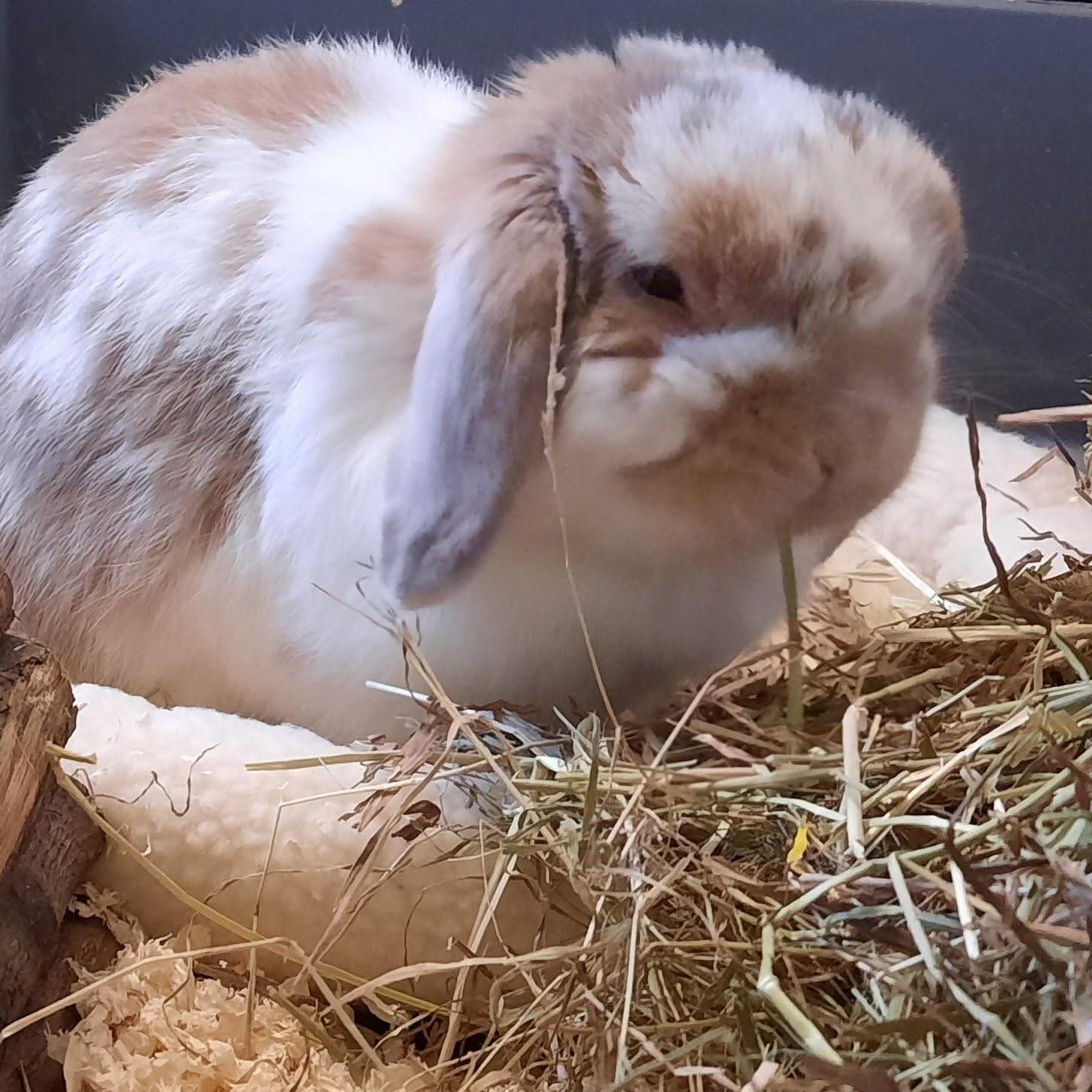 Cherry Tree Pet Crematorium, pet cremation kent, pet crematorium kent, pet cremation south east, pet crematorium south east, individual pet cremation, animal cremation, cat cremation, dog cremation, pet ashes, trusted pet cremation, professional pet crematorium, family run crematorium,