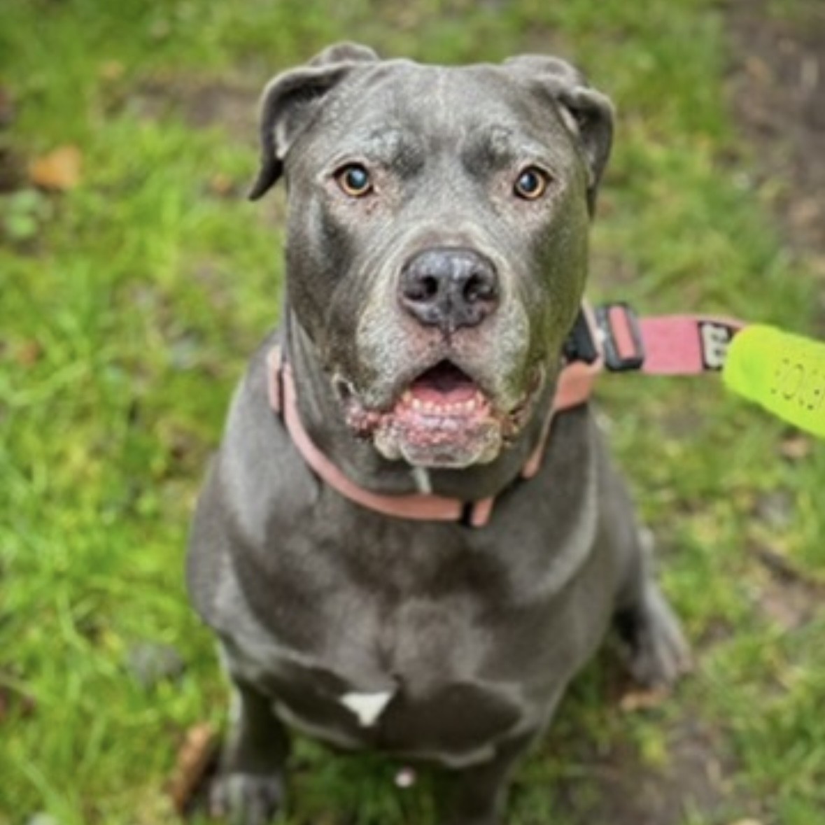 Cherry Tree Pet Crematorium, pet cremation kent, pet crematorium kent, pet cremation south east, pet crematorium south east, individual pet cremation, animal cremation, cat cremation, dog cremation, pet ashes, trusted pet cremation, professional pet crematorium, family run crematorium,