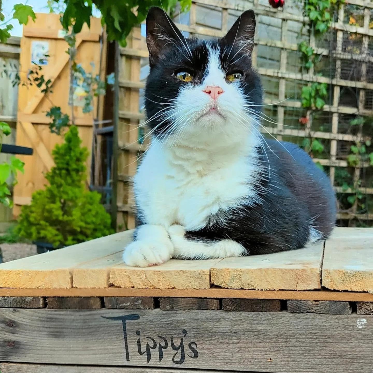 Cherry Tree Pet Crematorium, pet cremation kent, pet crematorium kent, pet cremation south east, pet crematorium south east, individual pet cremation, animal cremation, cat cremation, dog cremation, pet ashes, trusted pet cremation, professional pet crematorium, family run crematorium,