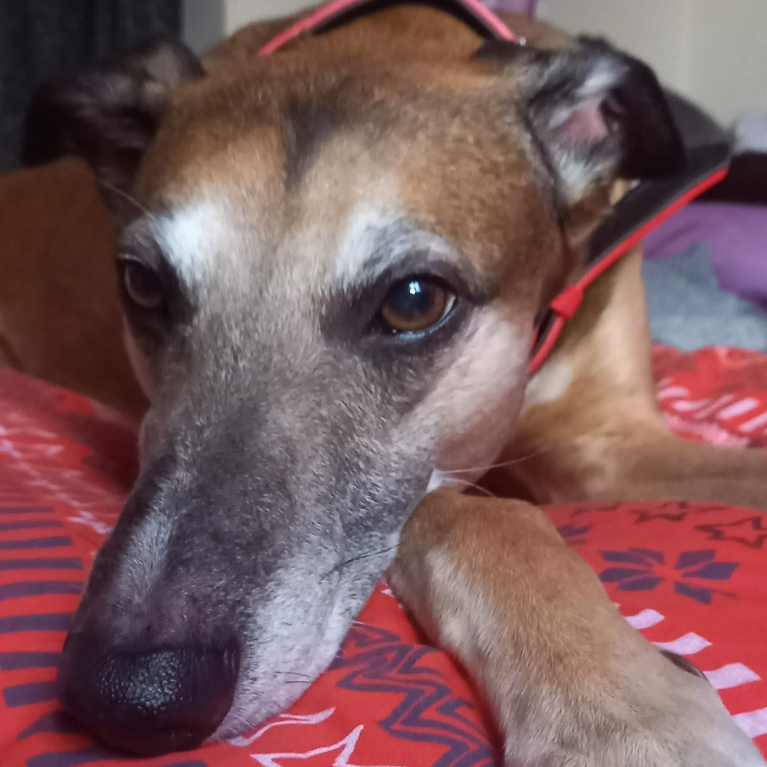 Cherry Tree Pet Crematorium, pet cremation kent, pet crematorium kent, pet cremation south east, pet crematorium south east, individual pet cremation, animal cremation, cat cremation, dog cremation, pet ashes, trusted pet cremation, professional pet crematorium, family run crematorium,