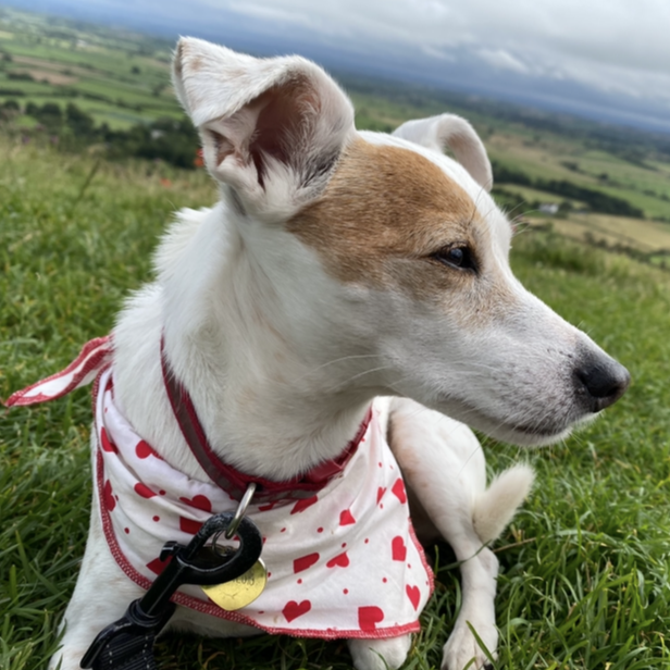 Cherry Tree Pet Crematorium, pet cremation kent, pet crematorium kent, pet cremation south east, pet crematorium south east, individual pet cremation, animal cremation, cat cremation, dog cremation, pet ashes, trusted pet cremation, professional pet crematorium, family run crematorium,