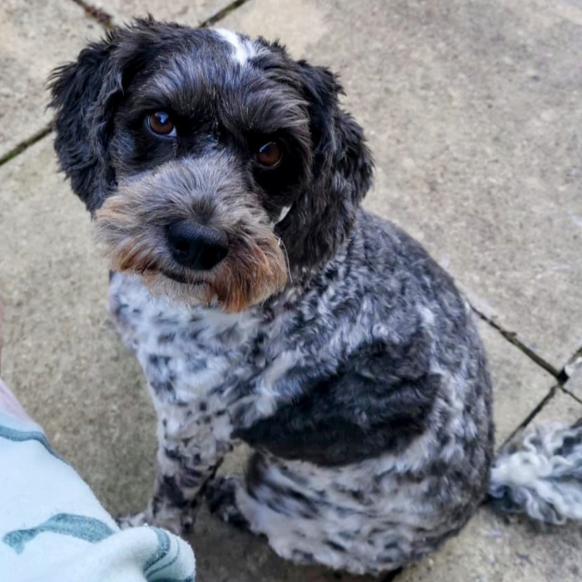 Cherry Tree Pet Crematorium, pet cremation kent, pet crematorium kent, pet cremation south east, pet crematorium south east, individual pet cremation, animal cremation, cat cremation, dog cremation, pet ashes, trusted pet cremation, professional pet crematorium, family run crematorium,