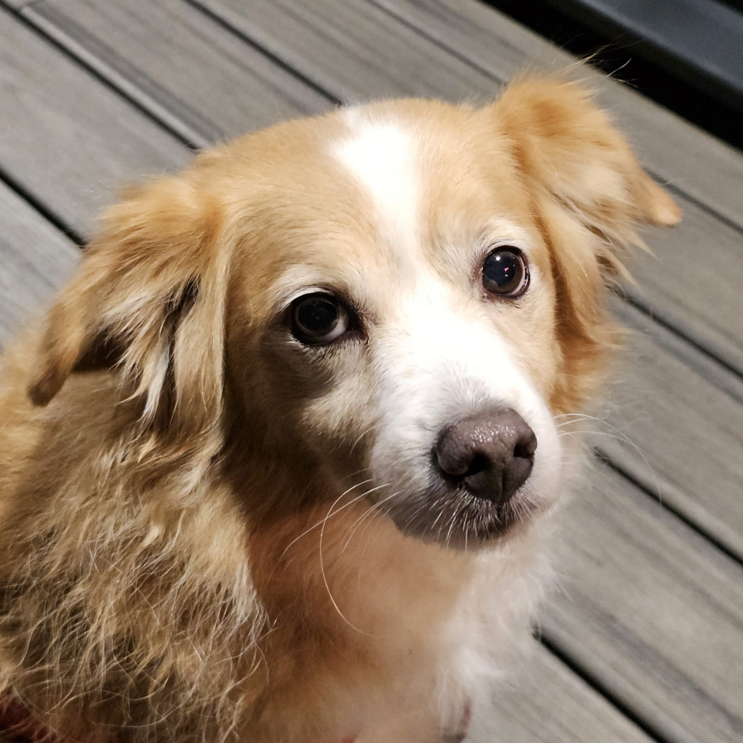 Cherry Tree Pet Crematorium, pet cremation kent, pet crematorium kent, pet cremation south east, pet crematorium south east, individual pet cremation, animal cremation, cat cremation, dog cremation, pet ashes, trusted pet cremation, professional pet crematorium, family run crematorium,