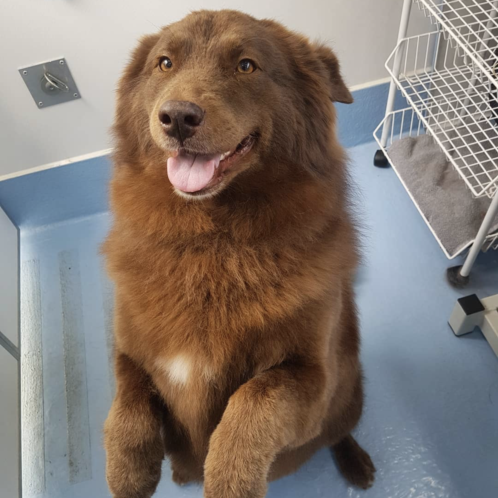 Cherry Tree Pet Crematorium, pet cremation kent, pet crematorium kent, pet cremation south east, pet crematorium south east, individual pet cremation, animal cremation, cat cremation, dog cremation, pet ashes, trusted pet cremation, professional pet crematorium, family run crematorium,