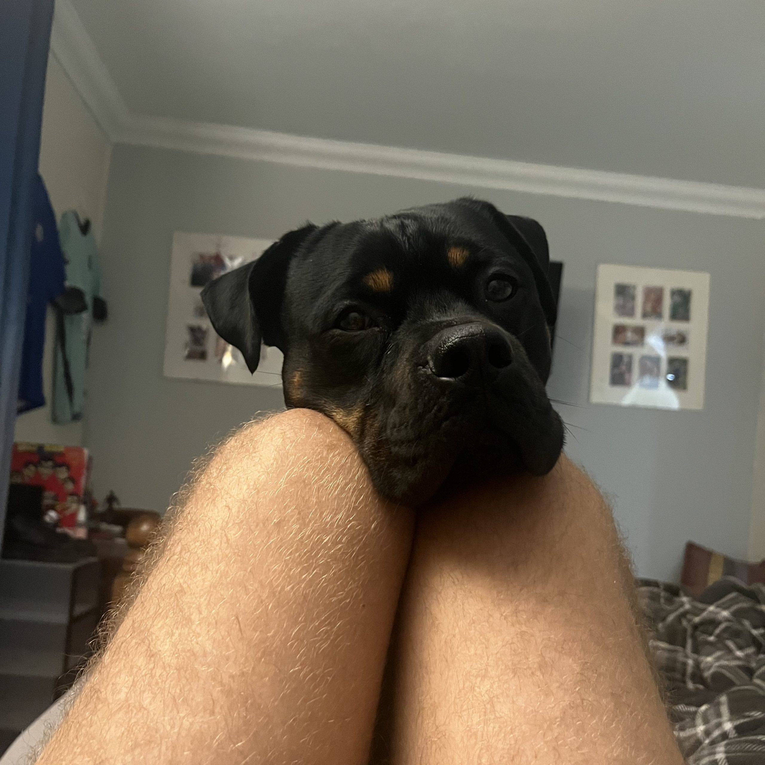 Cherry Tree Pet Crematorium, pet cremation kent, pet crematorium kent, pet cremation south east, pet crematorium south east, individual pet cremation, animal cremation, cat cremation, dog cremation, pet ashes, trusted pet cremation, professional pet crematorium, family run crematorium,