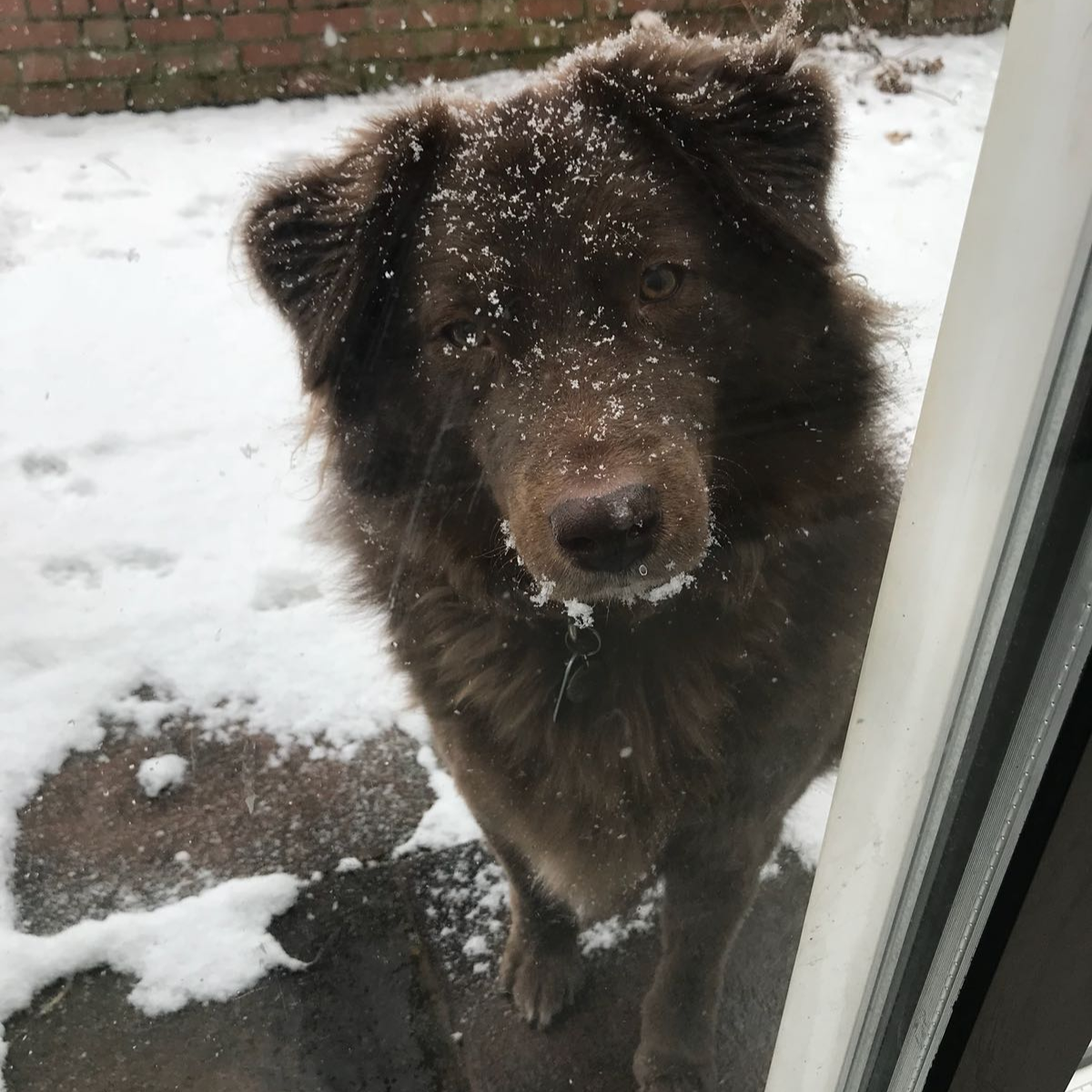 Cherry Tree Pet Crematorium, pet cremation kent, pet crematorium kent, pet cremation south east, pet crematorium south east, individual pet cremation, animal cremation, cat cremation, dog cremation, pet ashes, trusted pet cremation, professional pet crematorium, family run crematorium,