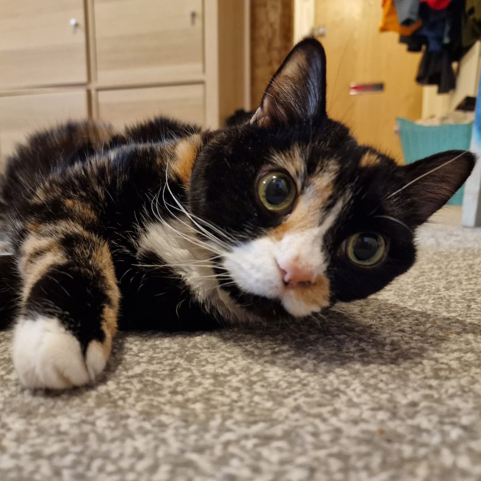 Cherry Tree Pet Crematorium, pet cremation kent, pet crematorium kent, pet cremation south east, pet crematorium south east, individual pet cremation, animal cremation, cat cremation, dog cremation, pet ashes, trusted pet cremation, professional pet crematorium, family run crematorium,