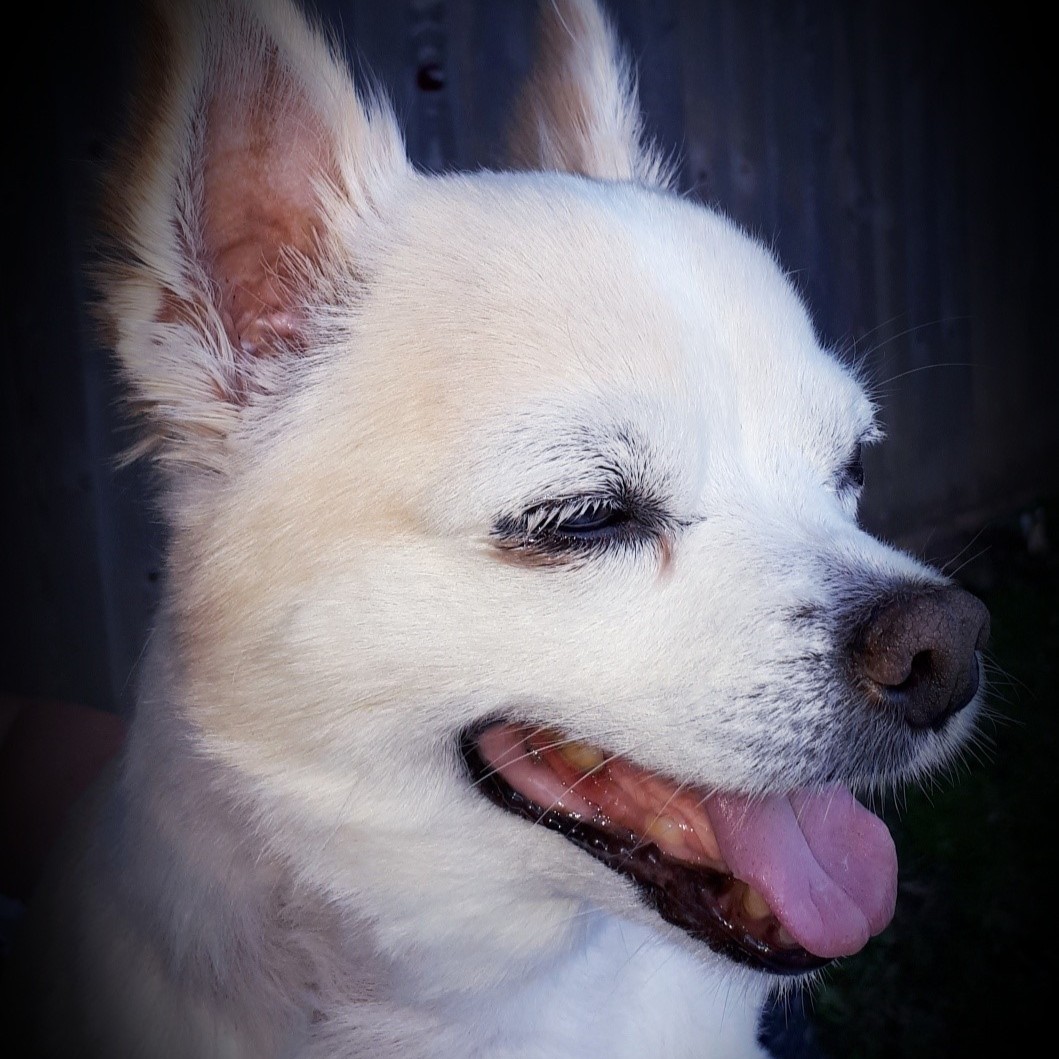 Cherry Tree Pet Crematorium, pet cremation kent, pet crematorium kent, pet cremation south east, pet crematorium south east, individual pet cremation, animal cremation, cat cremation, dog cremation, pet ashes, trusted pet cremation, professional pet crematorium, family run crematorium,