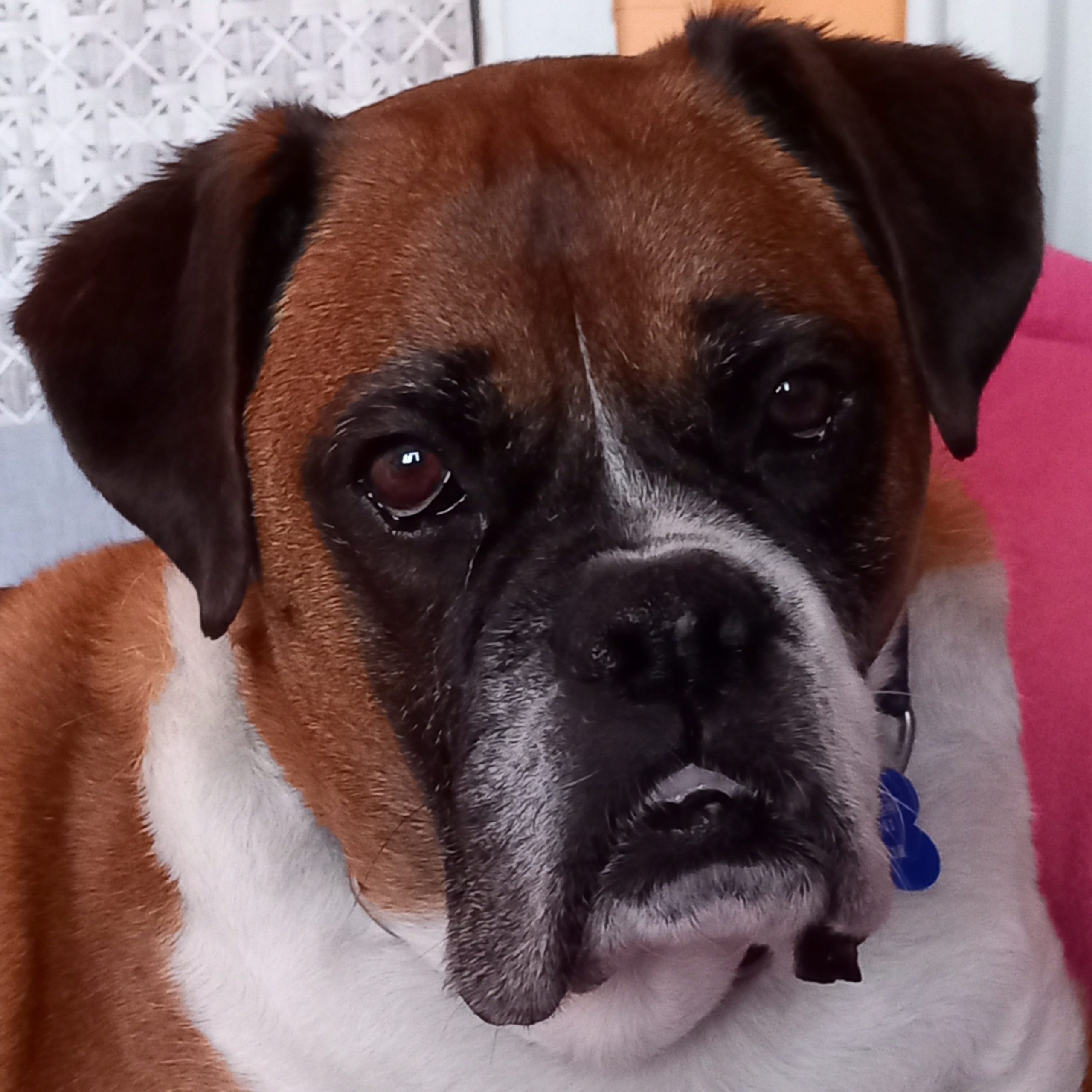 Cherry Tree Pet Crematorium, pet cremation kent, pet crematorium kent, pet cremation south east, pet crematorium south east, individual pet cremation, animal cremation, cat cremation, dog cremation, pet ashes, trusted pet cremation, professional pet crematorium, family run crematorium,