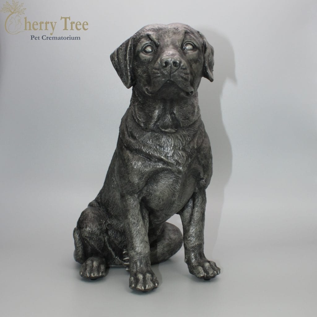 Chiltons Cast Labrador