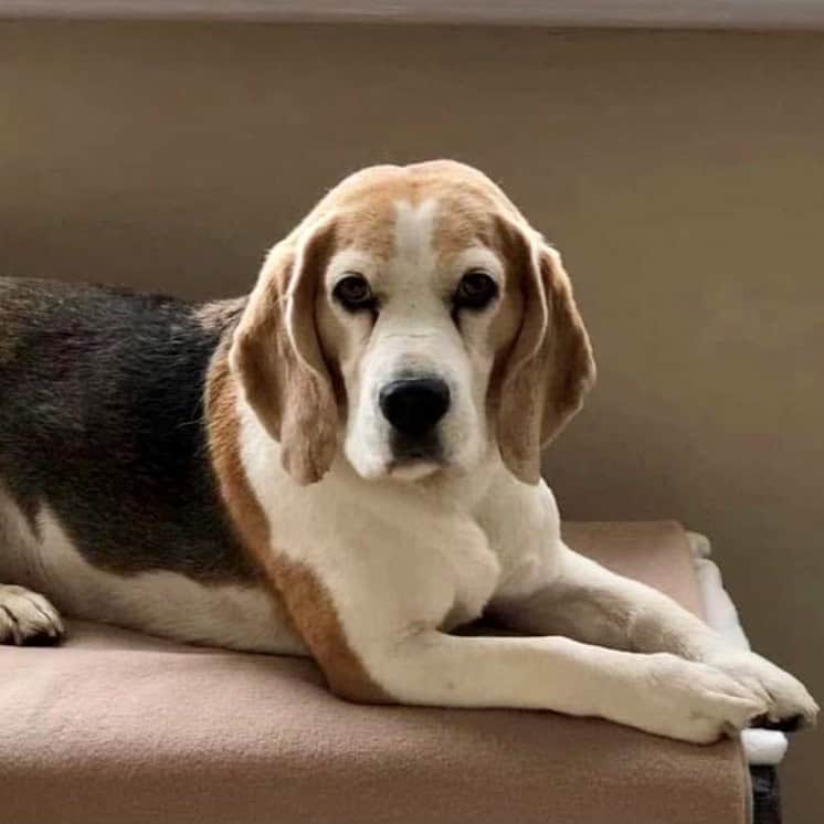 Cherry Tree Pet Crematorium, pet cremation kent, pet crematorium kent, pet cremation south east, pet crematorium south east, individual pet cremation, animal cremation, cat cremation, dog cremation, pet ashes, trusted pet cremation, professional pet crematorium, family run crematorium,