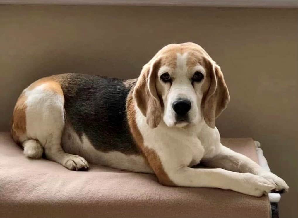 Cherry Tree Pet Crematorium, pet cremation kent, pet crematorium kent, pet cremation south east, pet crematorium south east, individual pet cremation, animal cremation, cat cremation, dog cremation, pet ashes, trusted pet cremation, professional pet crematorium, family run crematorium,