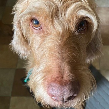 Cherry Tree Pet Crematorium, pet cremation kent, pet crematorium kent, pet cremation south east, pet crematorium south east, individual pet cremation, animal cremation, cat cremation, dog cremation, pet ashes, trusted pet cremation, professional pet crematorium, family run crematorium,