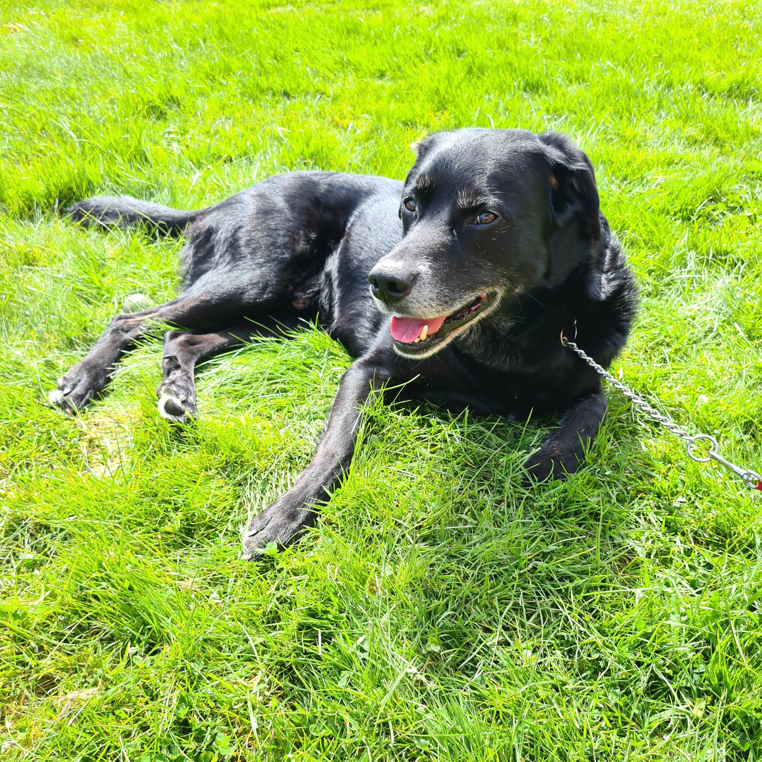 Cherry Tree Pet Crematorium, pet cremation kent, pet crematorium kent, pet cremation south east, pet crematorium south east, individual pet cremation, animal cremation, cat cremation, dog cremation, pet ashes, trusted pet cremation, professional pet crematorium, family run crematorium,