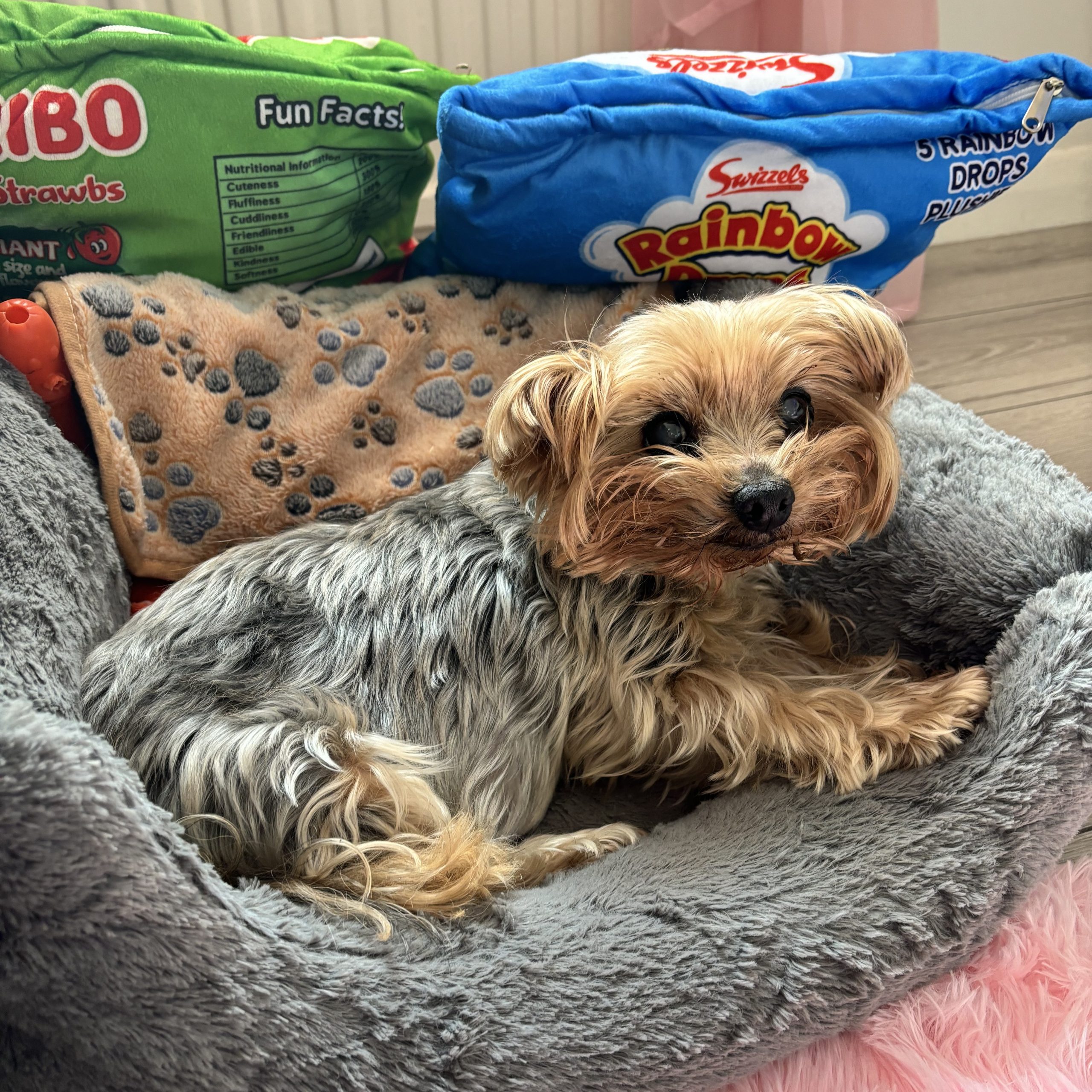 Cherry Tree Pet Crematorium, pet cremation kent, pet crematorium kent, pet cremation south east, pet crematorium south east, individual pet cremation, animal cremation, cat cremation, dog cremation, pet ashes, trusted pet cremation, professional pet crematorium, family run crematorium,