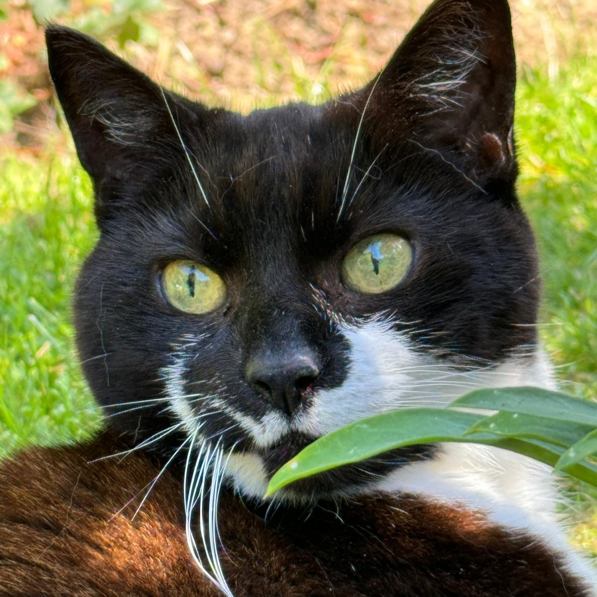 Cherry Tree Pet Crematorium, pet cremation kent, pet crematorium kent, pet cremation south east, pet crematorium south east, individual pet cremation, animal cremation, cat cremation, dog cremation, pet ashes, trusted pet cremation, professional pet crematorium, family run crematorium,