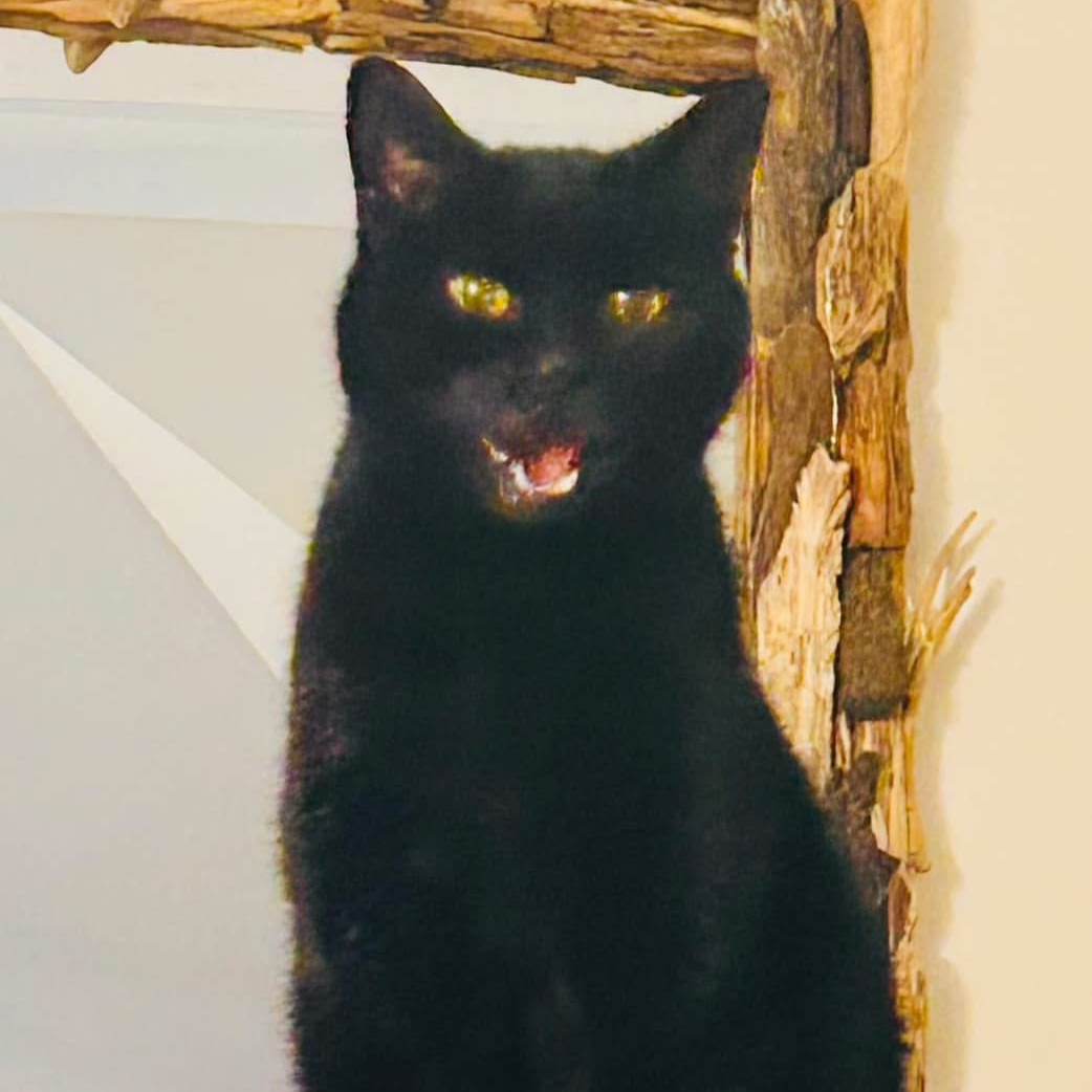 Cherry Tree Pet Crematorium, pet cremation kent, pet crematorium kent, pet cremation south east, pet crematorium south east, individual pet cremation, animal cremation, cat cremation, dog cremation, pet ashes, trusted pet cremation, professional pet crematorium, family run crematorium,