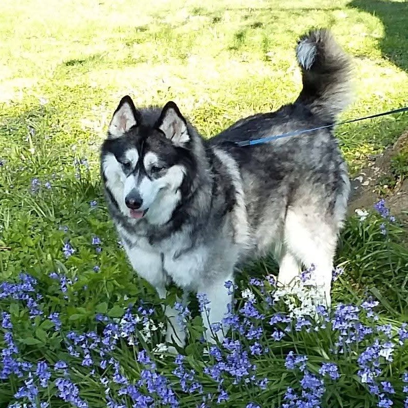 Cherry Tree Pet Crematorium, pet cremation kent, pet crematorium kent, pet cremation south east, pet crematorium south east, individual pet cremation, animal cremation, cat cremation, dog cremation, pet ashes, trusted pet cremation, professional pet crematorium, family run crematorium,