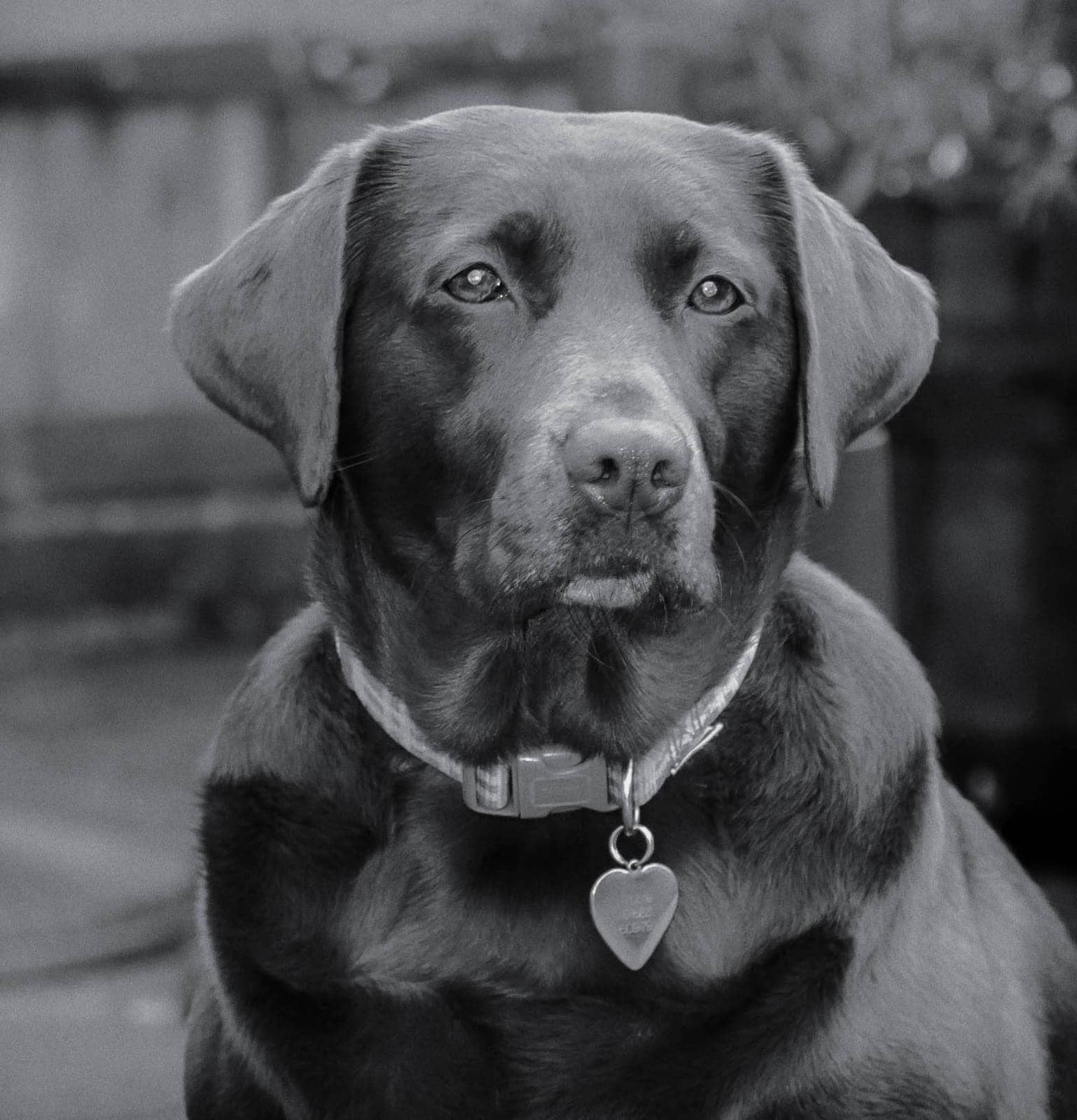 Cherry Tree Pet Crematorium, pet cremation kent, pet crematorium kent, pet cremation south east, pet crematorium south east, individual pet cremation, animal cremation, cat cremation, dog cremation, pet ashes, trusted pet cremation, professional pet crematorium, family run crematorium,