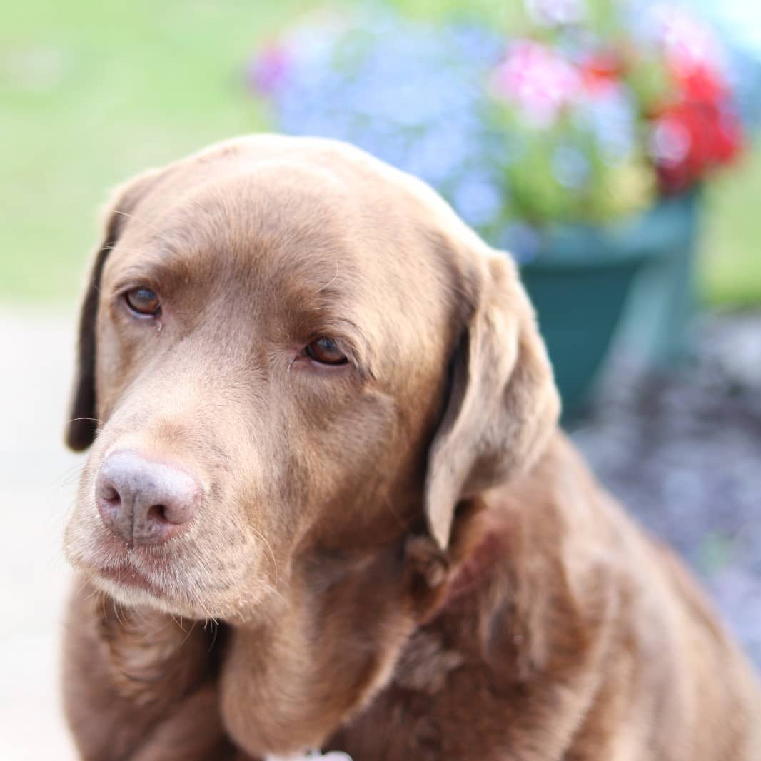 Cherry Tree Pet Crematorium, pet cremation kent, pet crematorium kent, pet cremation south east, pet crematorium south east, individual pet cremation, animal cremation, cat cremation, dog cremation, pet ashes, trusted pet cremation, professional pet crematorium, family run crematorium,